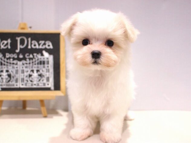 兵庫県のマルチーズ (ペット・プラザ アミーゴつかしん店/2025年10月4日生まれ/女の子/ホワイト)の子犬の1枚目の画像