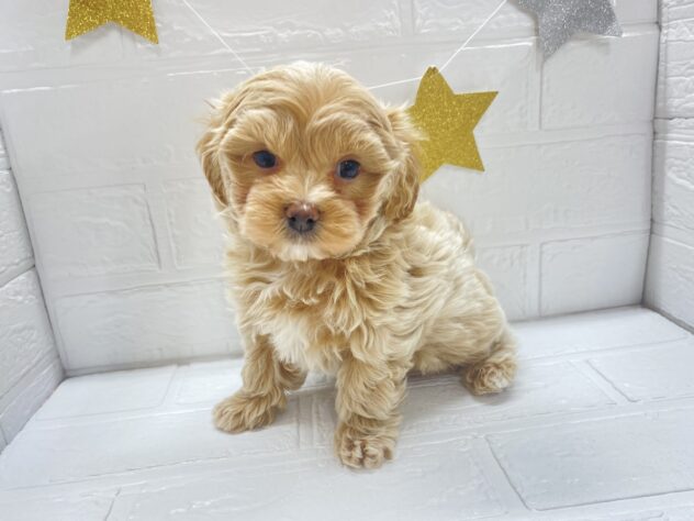 福島県のハーフ犬・ミックス犬 (アミーゴ郡山南店/2025年10月3日生まれ/男の子/アプリコット)の子犬