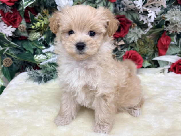 福島県のハーフ犬・ミックス犬 (アミーゴ郡山南店/2025年10月21日生まれ/男の子/クリームホワイト)の子犬