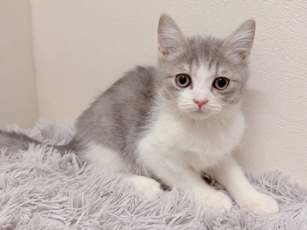茨城県のマンチカン (アミーゴ神栖店/2025年10月16日生まれ/男の子/ブルータビーホワイト)の子猫の2枚目の画像