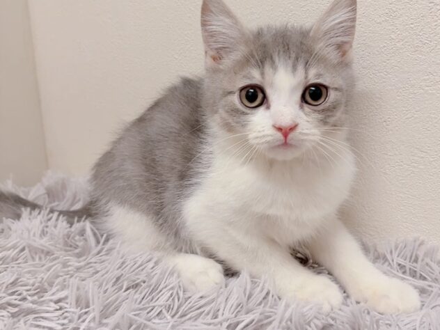 茨城県のマンチカン (アミーゴ神栖店/2025年10月16日生まれ/男の子/ブルータビーホワイト)の子猫の3枚目の画像