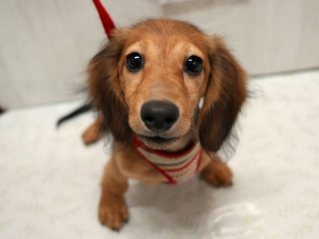 兵庫県のミニチュアダックスフンド(ロング) (ペット・プラザ アミーゴ神戸西店/2025年7月2日生まれ/男の子/レッド)の子犬の1枚目の画像