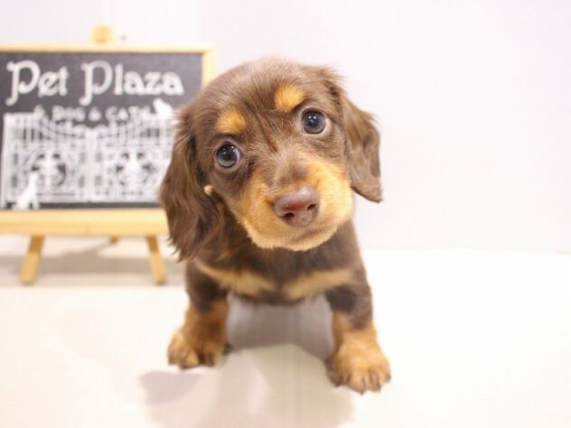 兵庫県のミニチュアダックスフンド(ロング) (ペット・プラザ アミーゴつかしん店/2025年10月2日生まれ/女の子/チョコレートタン)の子犬の1枚目の画像