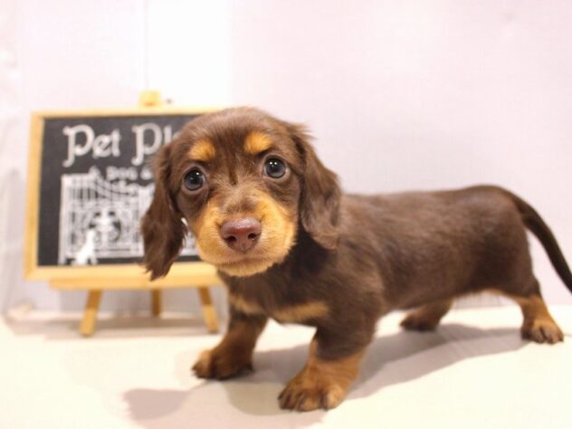 兵庫県のミニチュアダックスフンド(ロング) (ペット・プラザ アミーゴつかしん店/2025年10月2日生まれ/女の子/チョコレートタン)の子犬の2枚目の画像