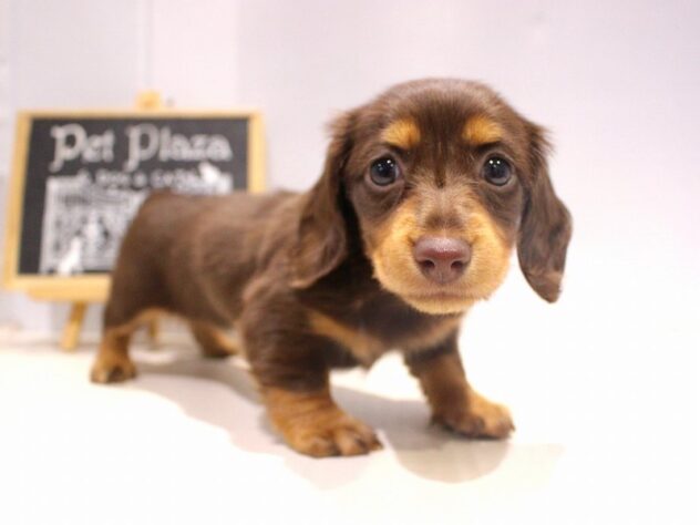 兵庫県のミニチュアダックスフンド(ロング) (ペット・プラザ アミーゴつかしん店/2025年10月2日生まれ/女の子/チョコレートタン)の子犬の3枚目の画像