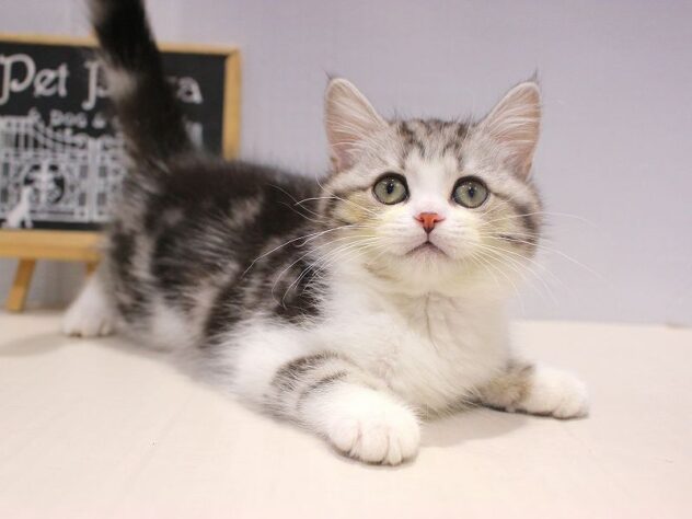 兵庫県のミヌエット (ペット・プラザ アミーゴつかしん店/2025年9月13日生まれ/男の子/シルバータビーホワイト)の子猫の1枚目の画像