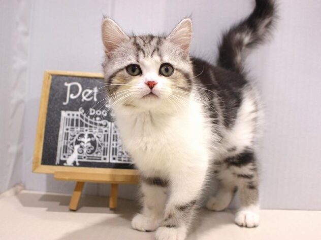 兵庫県のミヌエット (ペット・プラザ アミーゴつかしん店/2025年9月13日生まれ/男の子/シルバータビーホワイト)の子猫の2枚目の画像