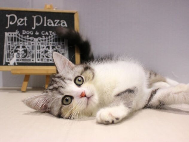 兵庫県のミヌエット (ペット・プラザ アミーゴつかしん店/2025年9月13日生まれ/男の子/シルバータビーホワイト)の子猫の3枚目の画像