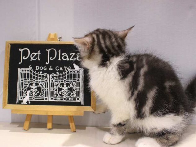 兵庫県のミヌエット (ペット・プラザ アミーゴつかしん店/2025年9月13日生まれ/男の子/シルバータビーホワイト)の子猫の4枚目の画像