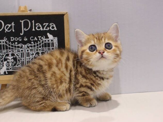 兵庫県のミヌエット (ペット・プラザ アミーゴつかしん店/2025年10月2日生まれ/女の子/ブラウンタビー)の子猫の2枚目の画像