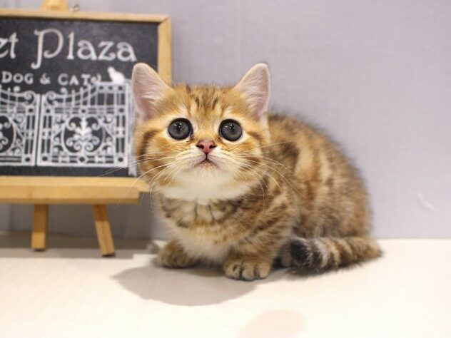兵庫県のミヌエット (ペット・プラザ アミーゴつかしん店/2025年10月2日生まれ/女の子/ブラウンタビー)の子猫の1枚目の画像