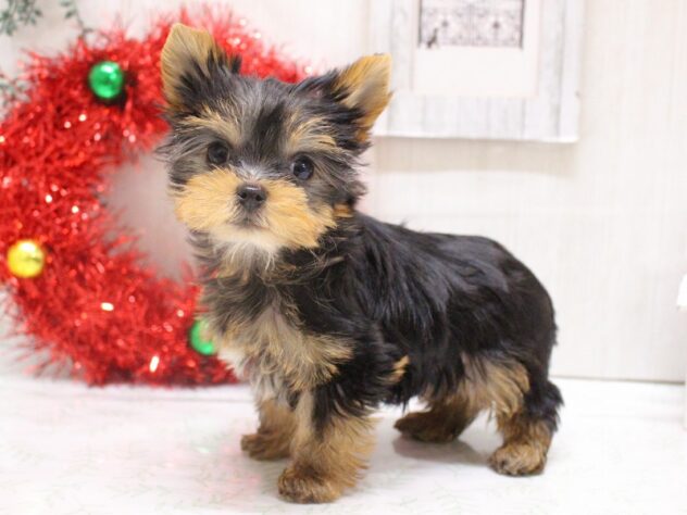 兵庫県のヨークシャーテリア (ペット・プラザ アミーゴ加古川店/2025年10月9日生まれ/男の子/スチールブルータン)の子犬の1枚目の画像