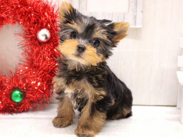 兵庫県のヨークシャーテリア (ペット・プラザ アミーゴ加古川店/2025年10月9日生まれ/男の子/スチールブルータン)の子犬の2枚目の画像