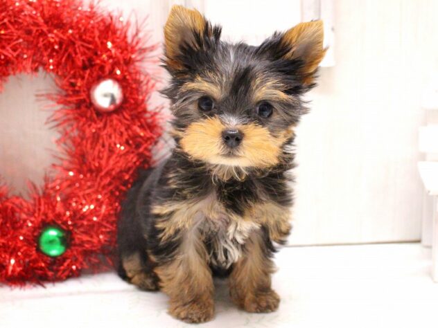 兵庫県のヨークシャーテリア (ペット・プラザ アミーゴ加古川店/2025年10月9日生まれ/男の子/スチールブルータン)の子犬の3枚目の画像