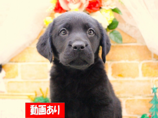 兵庫県のラブラドールレトリーバー (ペット・プラザ アミーゴ三田店/2025年10月12日生まれ/男の子/ブラック)の子犬の1枚目の画像