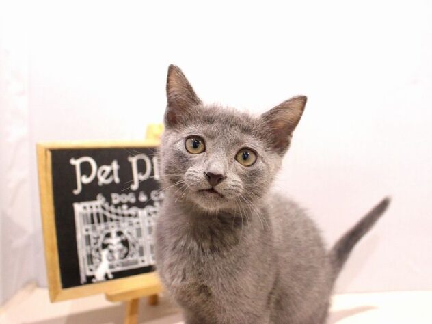 兵庫県のロシアンブルー (ペット・プラザ アミーゴつかしん店/2025年9月21日生まれ/男の子/ブルー)の子猫の1枚目の画像