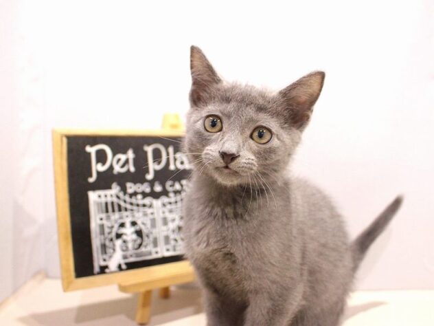 兵庫県のロシアンブルー (ペット・プラザ アミーゴつかしん店/2025年9月21日生まれ/男の子/ブルー)の子猫の2枚目の画像