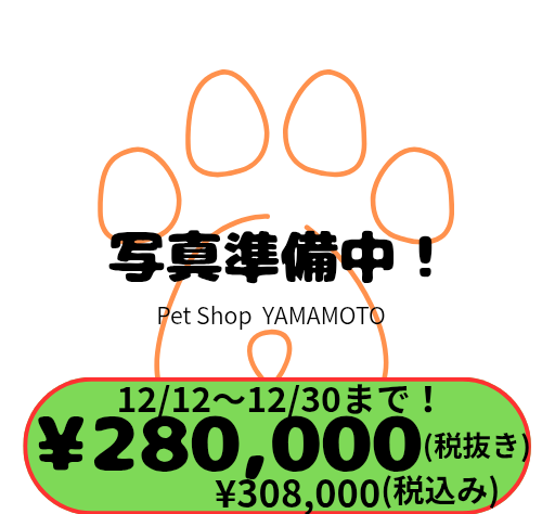 岡山県のメインクーン (アミーゴ中庄店/2025年9月23日生まれ/女の子/ブラウンタビーホワイトバン)の子猫