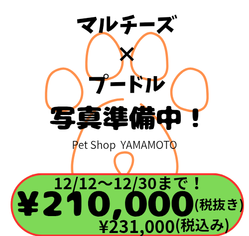岡山県のハーフ犬・ミックス犬 (アミーゴ中庄店/2025年10月7日生まれ/男の子/アプリコットホワイト)の子犬