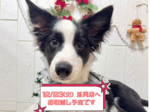 兵庫県のボーダーコリー (ワンキャラット アミーゴ姫路飾磨店/2025年7月8日生まれ/男の子/ブラックホワイト)の子犬の1枚目の画像