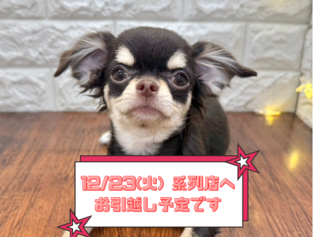 兵庫県のチワワ(ロング) (ワンキャラット アミーゴ姫路飾磨店/2025年7月10日生まれ/女の子/チョコレートクリーム)の子犬の1枚目の画像