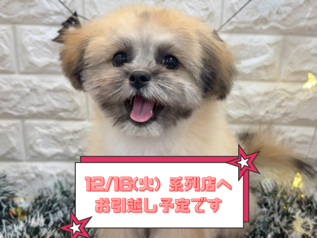 兵庫県のハーフ犬・ミックス犬 (ワンキャラット アミーゴ姫路飾磨店/2025年8月3日生まれ/男の子/フォーン)の子犬の1枚目の画像