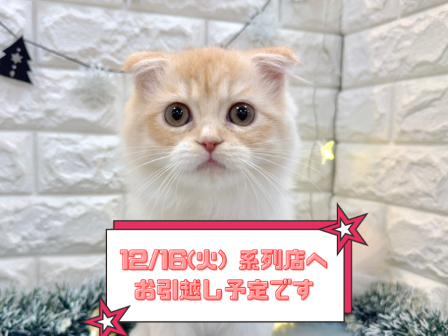 兵庫県のスコティッシュフォールド (ワンキャラット アミーゴ姫路飾磨店/2025年7月28日生まれ/男の子/カメオタビー)の子猫の1枚目の画像