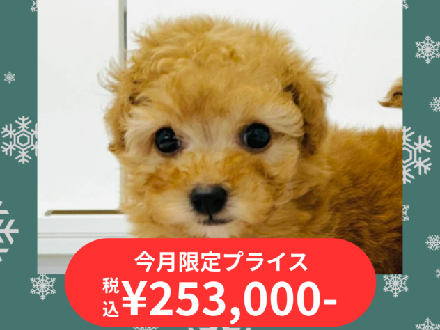 岡山県のトイプードル(トイ) (アミーゴ水島店/2025年10月5日生まれ/女の子/レッド)の子犬