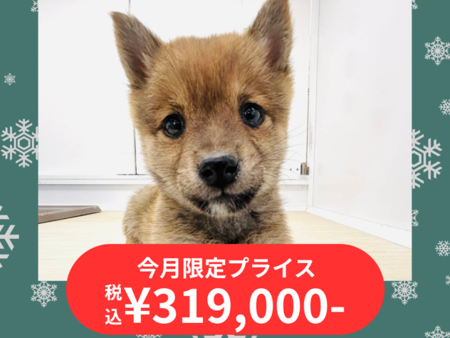 岡山県の豆柴 (アミーゴ水島店/2025年10月10日生まれ/女の子/赤)の子犬の1枚目の画像