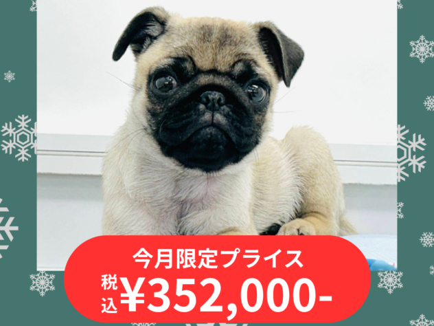 岡山県のパグ (アミーゴ水島店/2025年10月8日生まれ/女の子/フォーン)の子犬の1枚目の画像