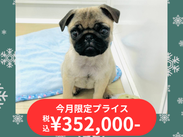 岡山県のパグ (アミーゴ水島店/2025年10月8日生まれ/女の子/フォーン)の子犬の1枚目の画像