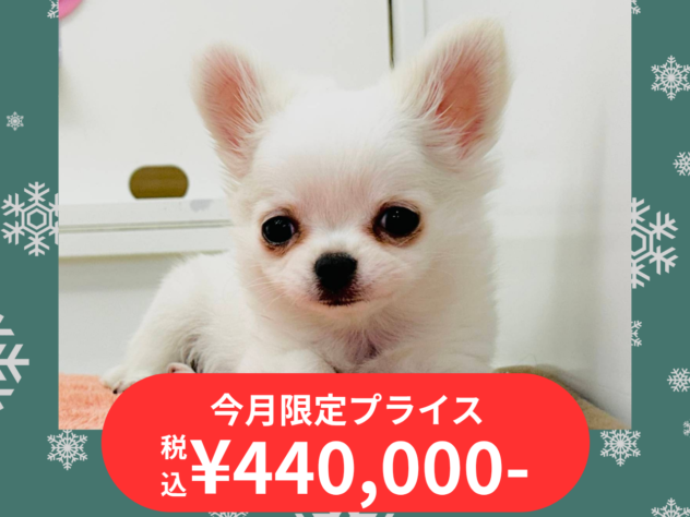 岡山県のチワワ(ロング) (アミーゴ水島店/2025年10月22日生まれ/女の子/クリームホワイト)の子犬の1枚目の画像