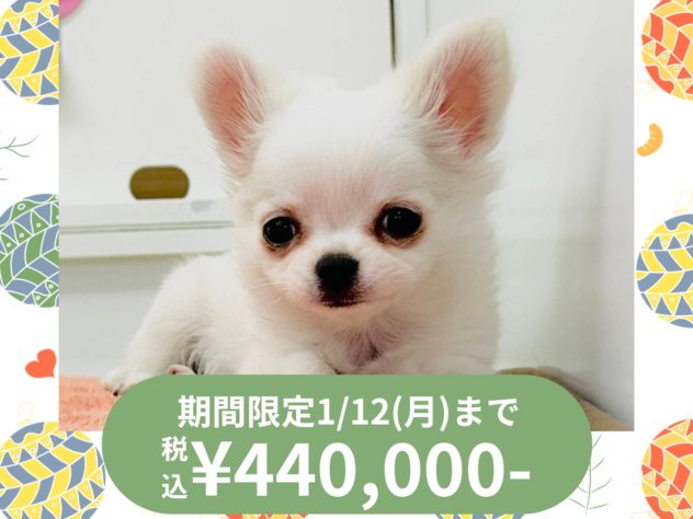 岡山県のチワワ(ロング) (アミーゴ水島店/2025年10月22日生まれ/女の子/クリームホワイト)の子犬の1枚目の画像