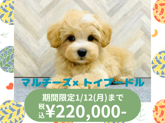 岡山県のハーフ犬・ミックス犬 (アミーゴ水島店/2025年10月19日生まれ/男の子/クリーム)の子犬の1枚目の画像