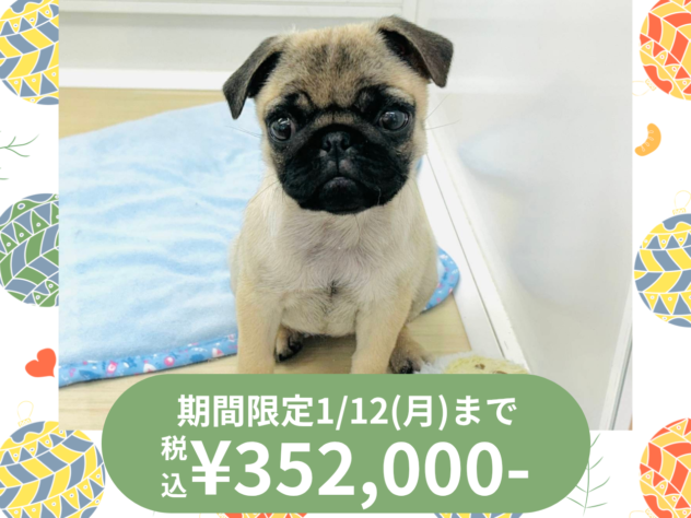 岡山県のパグ (アミーゴ水島店/2025年10月8日生まれ/女の子/フォーン)の子犬の1枚目の画像