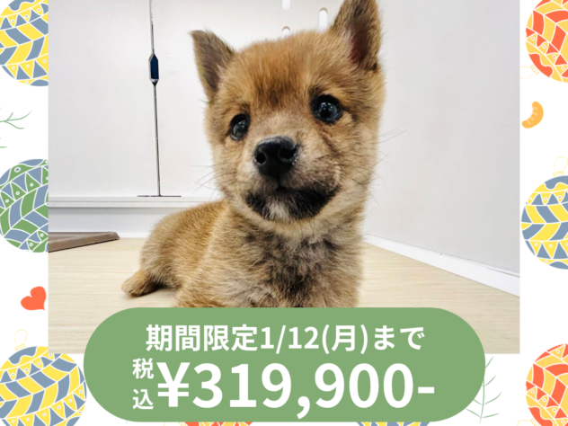 岡山県の豆柴 (アミーゴ水島店/2025年10月10日生まれ/女の子/赤)の子犬の1枚目の画像