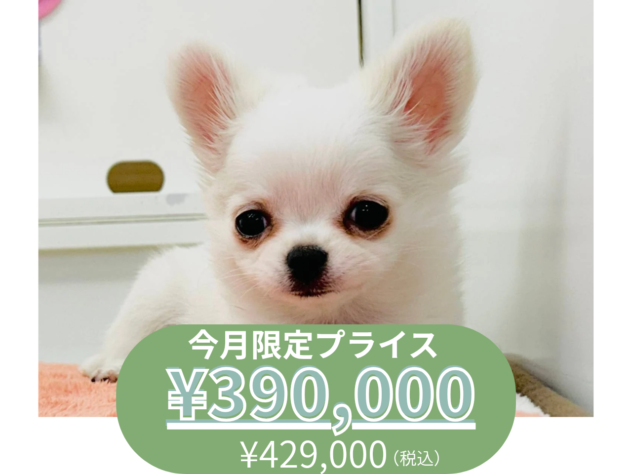 岡山県のチワワ(ロング) (アミーゴ水島店/2025年10月22日生まれ/女の子/クリームホワイト)の子犬の1枚目の画像