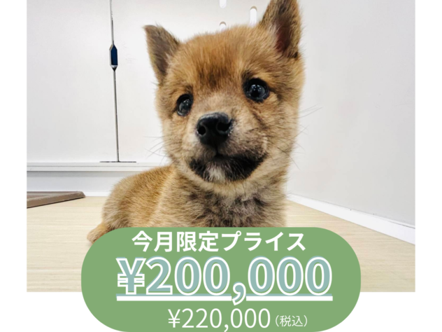 岡山県の豆柴 (アミーゴ水島店/2025年10月10日生まれ/女の子/赤)の子犬の1枚目の画像