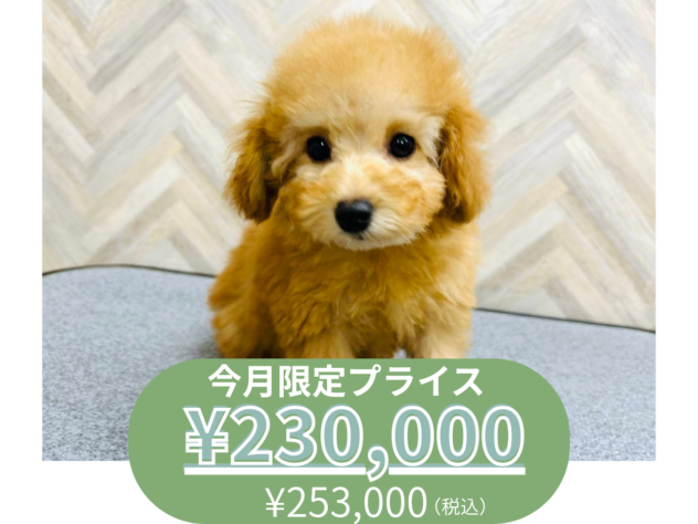 岡山県のトイプードル(トイ) (アミーゴ水島店/2025年10月5日生まれ/女の子/レッド)の子犬の1枚目の画像