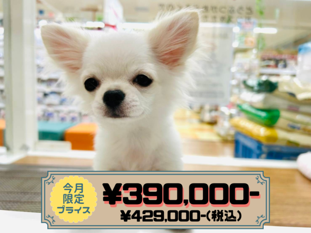 岡山県のチワワ(ロング) (アミーゴ水島店/2025年10月22日生まれ/女の子/クリームホワイト)の子犬の1枚目の画像