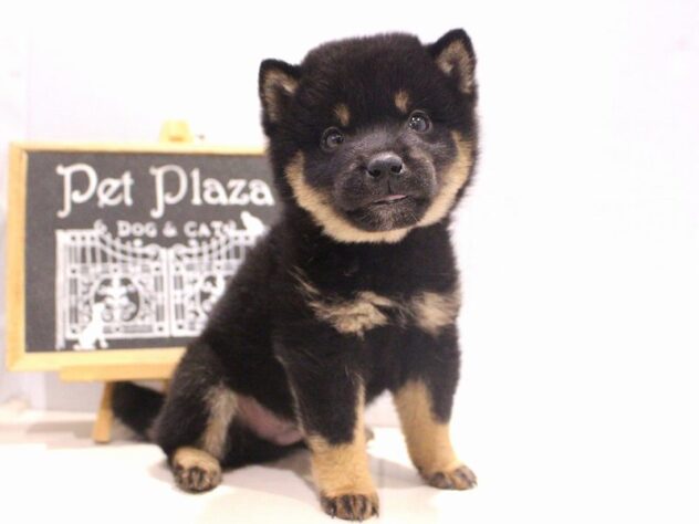 兵庫県の柴犬(標準サイズ) (ペット・プラザ アミーゴつかしん店/2025年10月2日生まれ/男の子/黒)の子犬の1枚目の画像