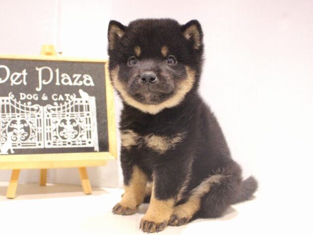 兵庫県の柴犬(標準サイズ) (ペット・プラザ アミーゴつかしん店/2025年10月2日生まれ/男の子/黒)の子犬の2枚目の画像