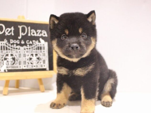 兵庫県の柴犬(標準サイズ) (ペット・プラザ アミーゴつかしん店/2025年10月2日生まれ/男の子/黒)の子犬の3枚目の画像