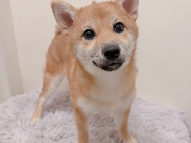 茨城県の柴犬(標準サイズ) (アミーゴ神栖店/2025年7月4日生まれ/女の子/赤)の子犬の1枚目の画像