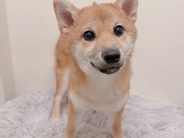 茨城県の柴犬(標準サイズ) (アミーゴ神栖店/2025年7月4日生まれ/女の子/赤)の子犬の2枚目の画像