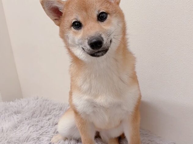 茨城県の柴犬(標準サイズ) (アミーゴ神栖店/2025年7月4日生まれ/女の子/赤)の子犬の3枚目の画像