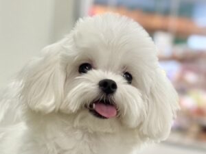 広島県のマルチーズ (アミーゴ東深津店/2025年3月30日生まれ/女の子/ホワイト)の子犬の1枚目の画像