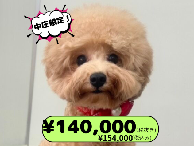 岡山県のトイプードル(トイ) (アミーゴ中庄店/2025年2月22日生まれ/女の子/レッドフォーン)の子犬の1枚目の画像