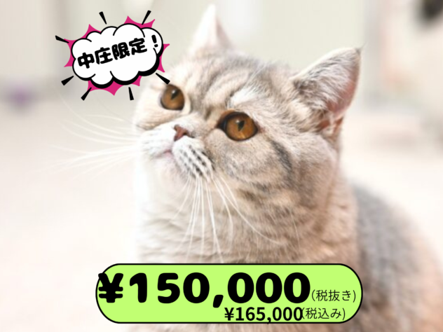 岡山県のエキゾチックショートヘアー (アミーゴ中庄店/2025年4月5日生まれ/女の子/ブルークリーム)の子猫の1枚目の画像