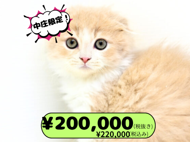 岡山県のフォールデックス (アミーゴ中庄店/2025年8月17日生まれ/男の子/クリームタビーホワイト)の子猫